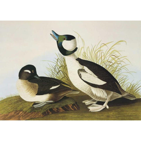 Buffel-Headed Duck Black Modern Wood Framed Art Print with Double Matting by Audubon, John James