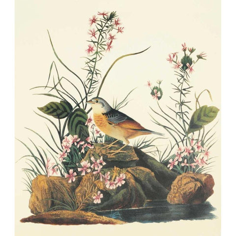 Yellow-Winged Sparrow Gold Ornate Wood Framed Art Print with Double Matting by Audubon, John James