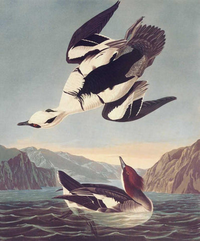 Smew Or White Nun Black Ornate Wood Framed Art Print with Double Matting by Audubon, John James