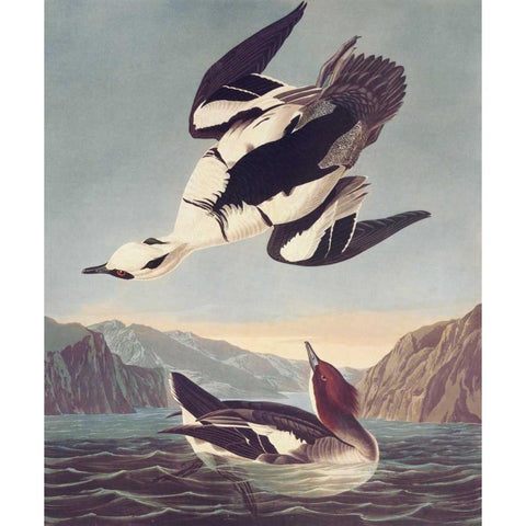 Smew Or White Nun Black Modern Wood Framed Art Print with Double Matting by Audubon, John James