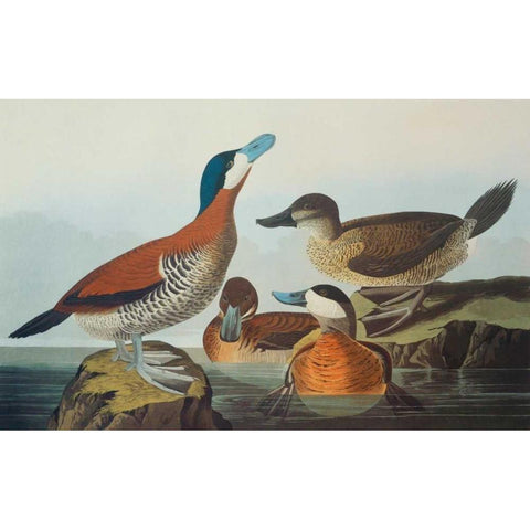 Ruddy Duck Black Modern Wood Framed Art Print with Double Matting by Audubon, John James