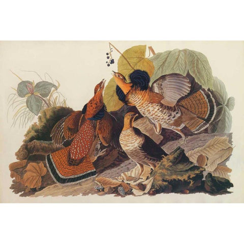 Ruffed Grouse Gold Ornate Wood Framed Art Print with Double Matting by Audubon, John James