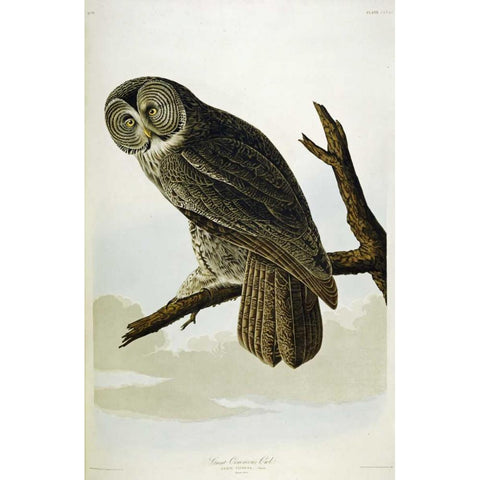 Great Cinereous Owl White Modern Wood Framed Art Print by Audubon, John James