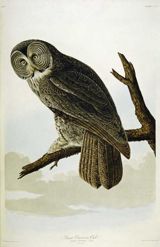 Great Cinereous Owl White Modern Wood Framed Art Print with Double Matting by Audubon, John James