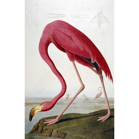 American Flamingo Black Modern Wood Framed Art Print with Double Matting by Audubon, John James