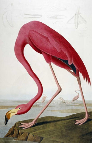 American Flamingo White Modern Wood Framed Art Print with Double Matting by Audubon, John James