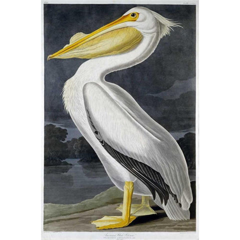 American White Pelican White Modern Wood Framed Art Print by Audubon, John James