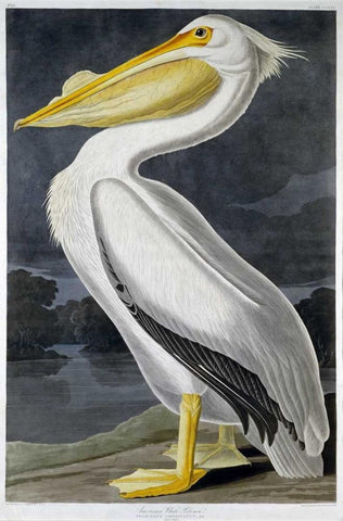 American White Pelican White Modern Wood Framed Art Print with Double Matting by Audubon, John James