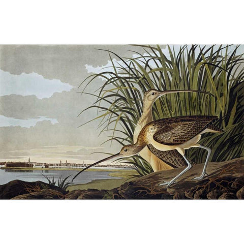 Male and Female Long Billed Curlew Gold Ornate Wood Framed Art Print with Double Matting by Audubon, John James