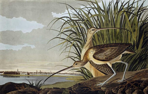 Male and Female Long Billed Curlew White Modern Wood Framed Art Print with Double Matting by Audubon, John James