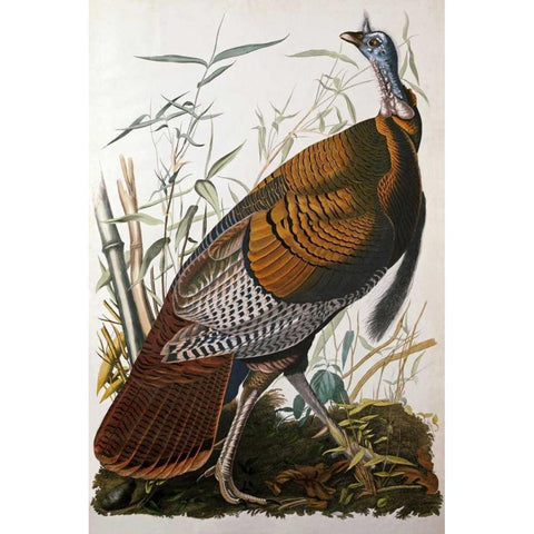 Wild Turkey, Male Gold Ornate Wood Framed Art Print with Double Matting by Audubon, John James