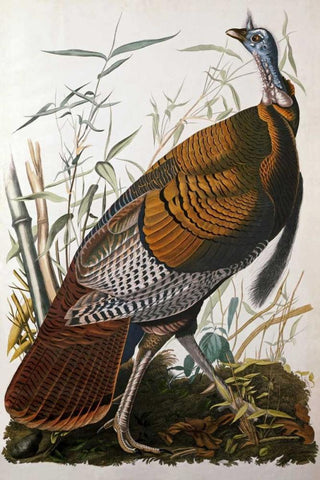 Wild Turkey, Male Black Ornate Wood Framed Art Print with Double Matting by Audubon, John James