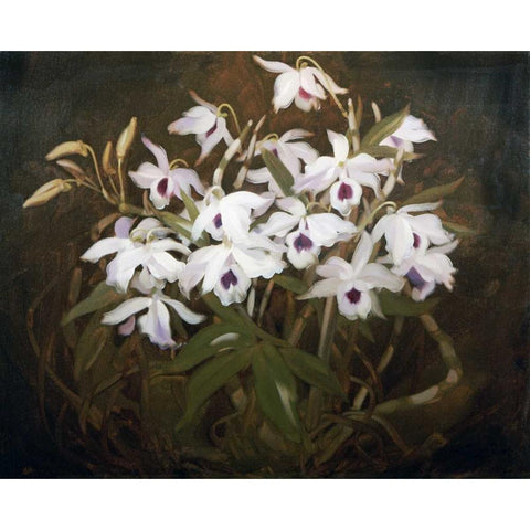 Dinrobium Orchids Black Modern Wood Framed Art Print by Park, James Stuart
