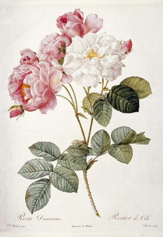 Damask Rose White Modern Wood Framed Art Print with Double Matting by Redoute, Pierre Joseph