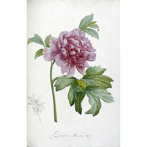 Engraving of a Peony White Modern Wood Framed Art Print by Redoute, Pierre Joseph