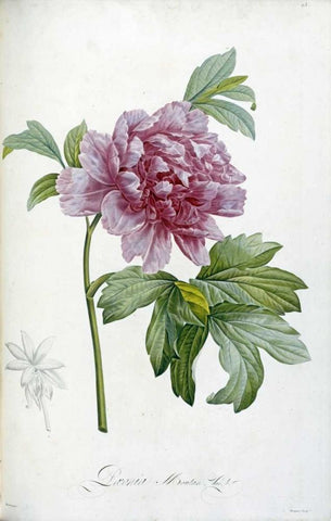 Engraving of a Peony White Modern Wood Framed Art Print with Double Matting by Redoute, Pierre Joseph