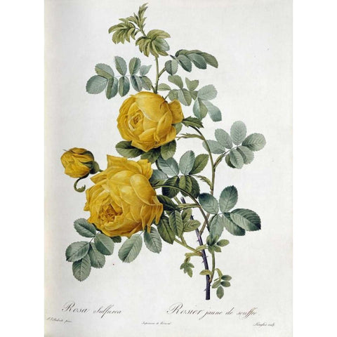 Rosa Sulfurea Black Modern Wood Framed Art Print with Double Matting by Redoute, Pierre Joseph