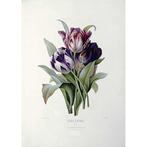Tulips Black Modern Wood Framed Art Print by Redoute, Pierre Joseph