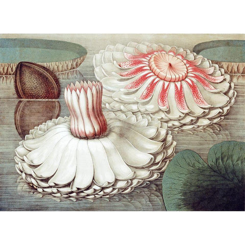 Victoria Regia White Modern Wood Framed Art Print by Sharp, William