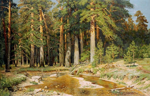 The Mast-Tree Grove, Study White Modern Wood Framed Art Print with Double Matting by Shishkin, Ivan Ivanovich