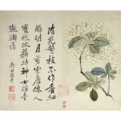 Hydrangeas Black Modern Wood Framed Art Print by Shouping, Yun