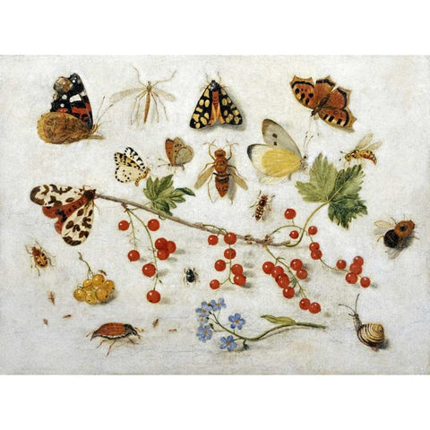 Butterflies, Moths and Other Insects Gold Ornate Wood Framed Art Print with Double Matting by Van Kessel, Jan