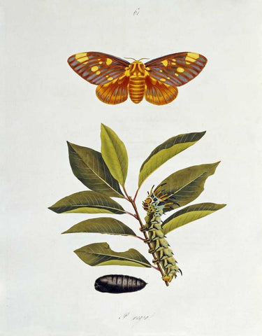 The Natural History of The Rarer Lepidopterous Insects of Georgia 1794 Black Ornate Wood Framed Art Print with Double Matting by Abbot, John