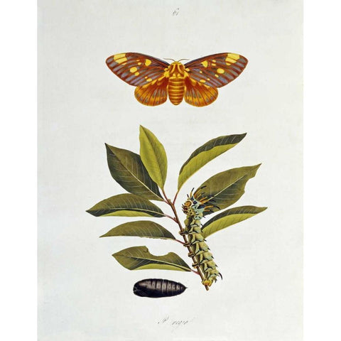 The Natural History of The Rarer Lepidopterous Insects of Georgia 1794 Gold Ornate Wood Framed Art Print with Double Matting by Abbot, John