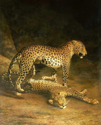 Two Leopards Lying In The Exeter Exchange White Modern Wood Framed Art Print with Double Matting by Agasse, Jacques-Laurent