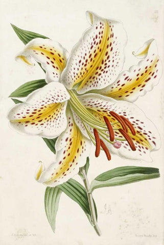 Lily White Modern Wood Framed Art Print with Double Matting by Andrews, James