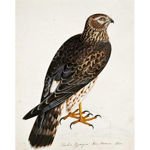 Falco Pygargus, Hen-Harrier, Fem Black Modern Wood Framed Art Print with Double Matting by Atkinson, Rev. Christopher