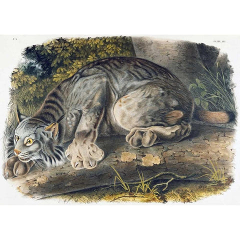 Canada Lynx Black Modern Wood Framed Art Print with Double Matting by Audubon, John James