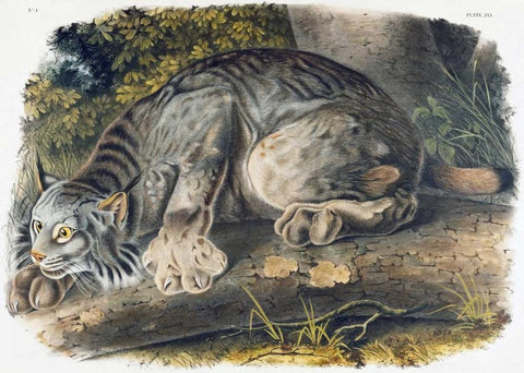 Canada Lynx Black Ornate Wood Framed Art Print with Double Matting by Audubon, John James