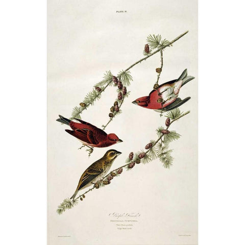 Purple Finch White Modern Wood Framed Art Print by Audubon, John James