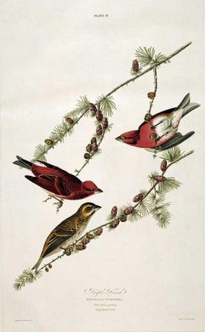 Purple Finch Black Ornate Wood Framed Art Print with Double Matting by Audubon, John James