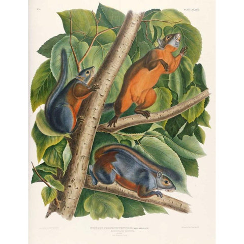 Red-Bellied Squirrel White Modern Wood Framed Art Print by Audubon, John James