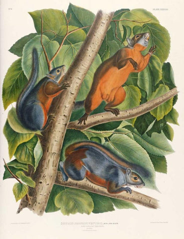 Red-Bellied Squirrel Black Ornate Wood Framed Art Print with Double Matting by Audubon, John James