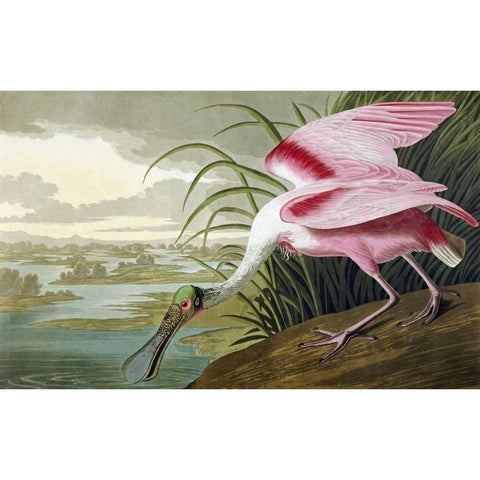 Roseate Spoonbill Black Modern Wood Framed Art Print with Double Matting by Audubon, John James