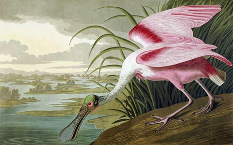 Roseate Spoonbill White Modern Wood Framed Art Print with Double Matting by Audubon, John James