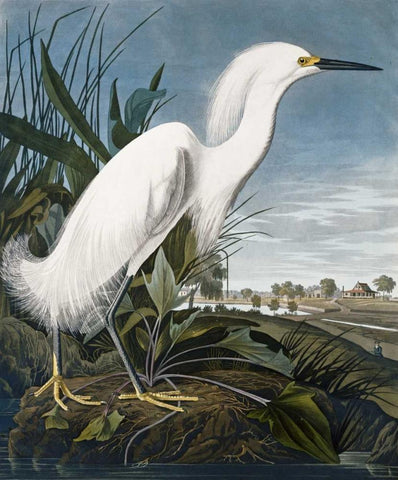 Snowy Heron White Modern Wood Framed Art Print with Double Matting by Audubon, John James