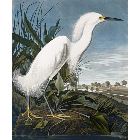 Snowy Heron Gold Ornate Wood Framed Art Print with Double Matting by Audubon, John James