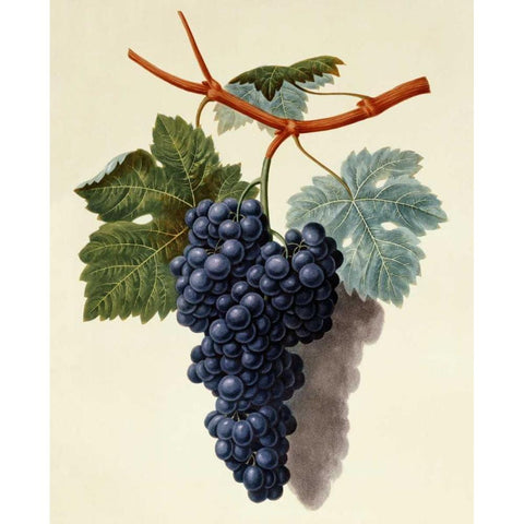 Black Muscadine Grapes White Modern Wood Framed Art Print by Brookshaw, George