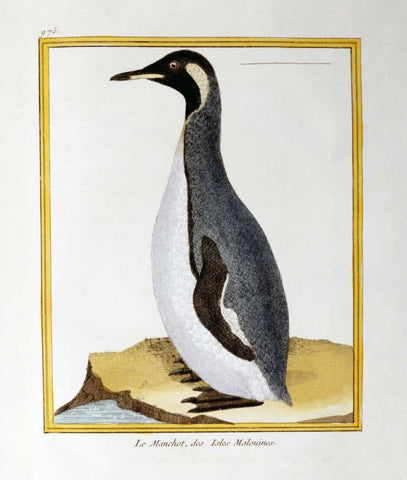 A Penguin, Falkland Islands White Modern Wood Framed Art Print with Double Matting by Buffon, Georges-Louis Leclerc