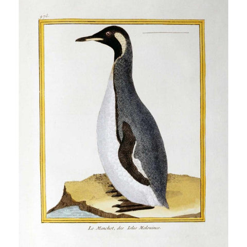 A Penguin, Falkland Islands Black Modern Wood Framed Art Print by Buffon, Georges-Louis Leclerc