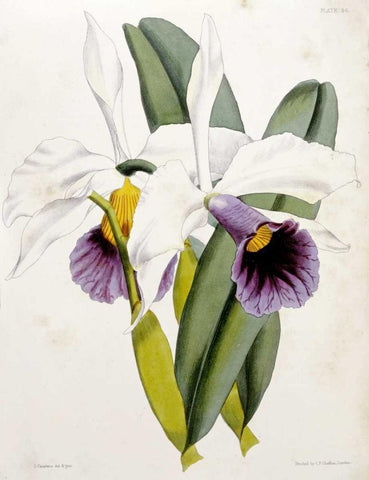 Lily White Modern Wood Framed Art Print with Double Matting by Curtis, William