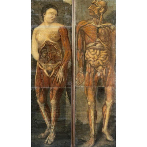 Anatomical Drawings of Male and Female Figures White Modern Wood Framed Art Print by Dagoty, Jacques Fabian Gautier