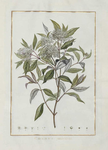 Cornus Black Ornate Wood Framed Art Print with Double Matting by Lheritier De Brutelle, Charles-Louis