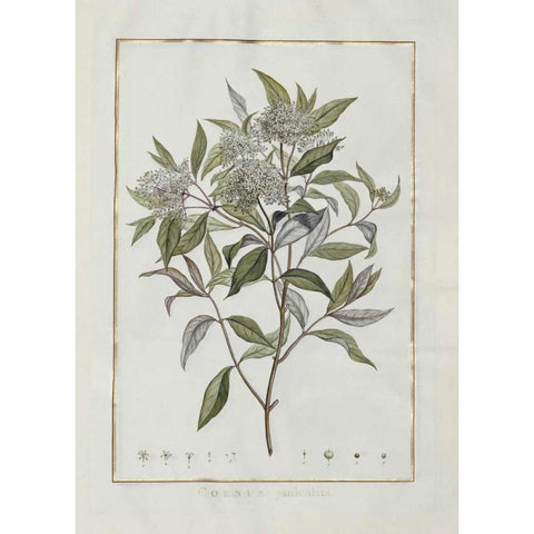Cornus Gold Ornate Wood Framed Art Print with Double Matting by Lheritier De Brutelle, Charles-Louis