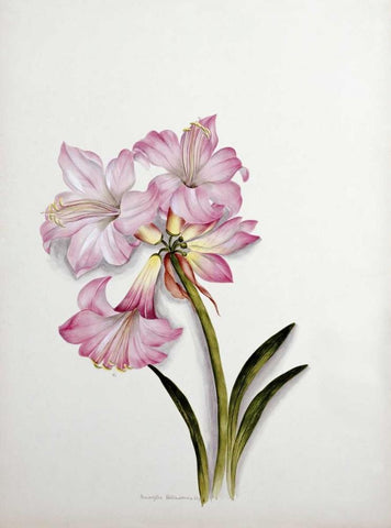 Amaryllis Belladonna White Modern Wood Framed Art Print with Double Matting by Dixie, Ethel May