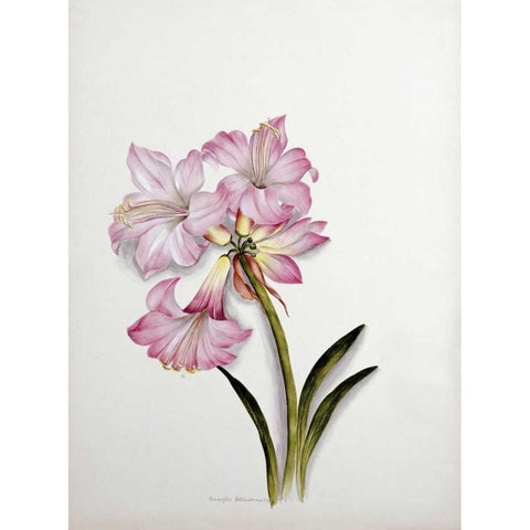 Amaryllis Belladonna Gold Ornate Wood Framed Art Print with Double Matting by Dixie, Ethel May